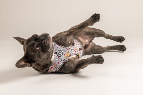 Adjustable Harness - Doga