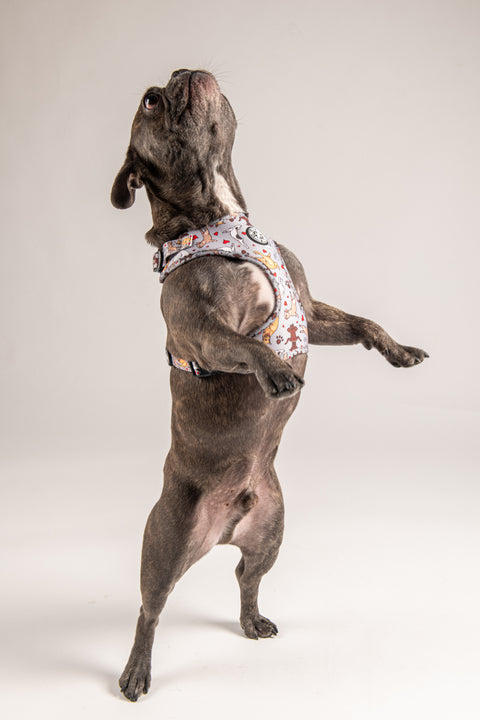 Adjustable Harness - Doga