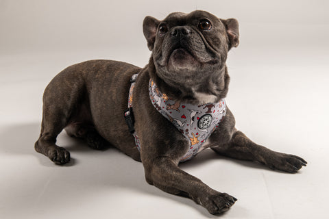 Adjustable Harness - Doga